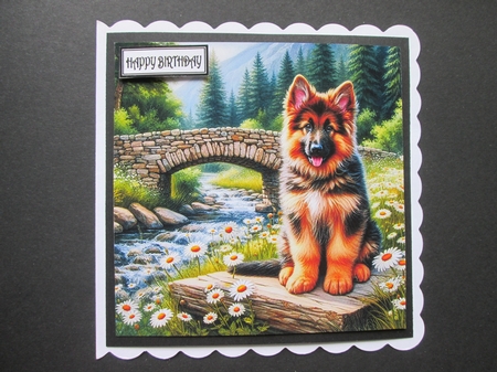 Daisy Creek Pups 8 by BELINDA ABRAHAM