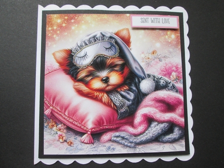 Sleepy Yorkie by BELINDA ABRAHAM