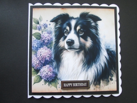 Collie Mix by BELINDA ABRAHAM