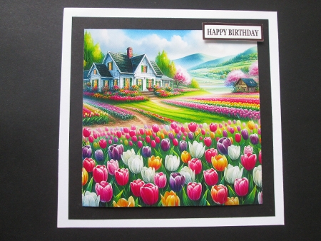 Tulips everywhere by BELINDA ABRAHAM