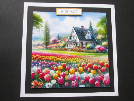 Tulips everywhere by BELINDA ABRAHAM