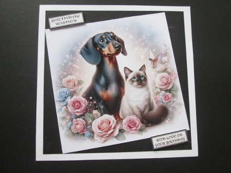 20+ best friends cats and dogs by BELINDA ABRAHAM