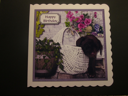 Chocolate labrador with flowers by BELINDA ABRAHAM