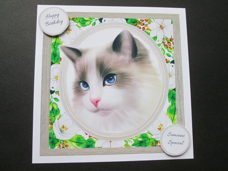 Gorgeous Kitten 8x8 by BELINDA ABRAHAM