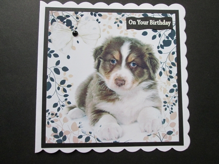 Cute fluffy brown/white puppy with organza bow 8x8 by BELINDA ABRAHAM
