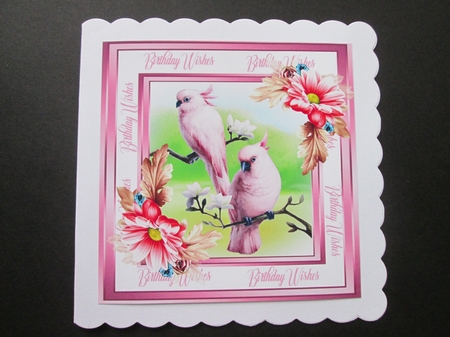 Beautiful Parrots and Daisys  by BELINDA ABRAHAM