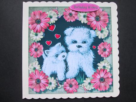 Beautiful Wesiies and Daisy's  by BELINDA ABRAHAM