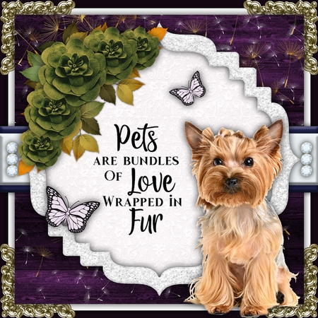 875-cu4cu61-dogs by Belinda Rub