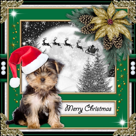 878-cu4cu63-xmasdogs2 by Belinda Rub