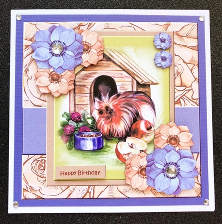 Guinea  Pig Cute Quick Card by Belinda Rub