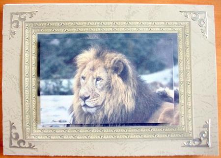 Framed Lion by Belinda Wilson