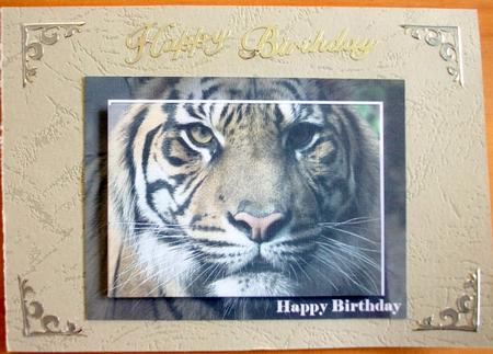 Tiger Toppers by Belinda Wilson