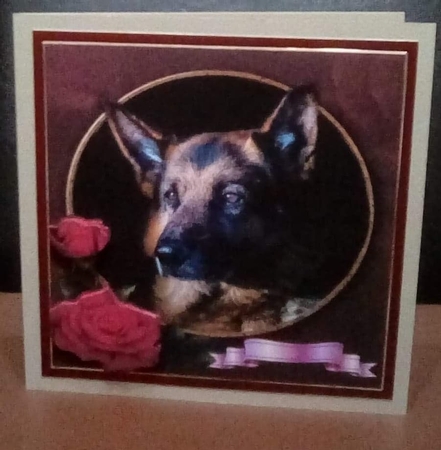German shepherd and roses by Benita Jenkinson