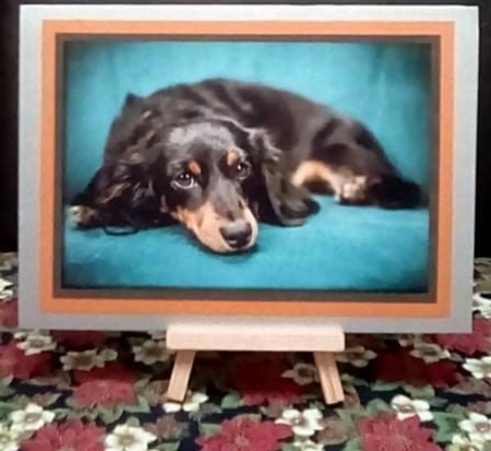 Cute Dog on Couch A4 by Benita Jenkinson