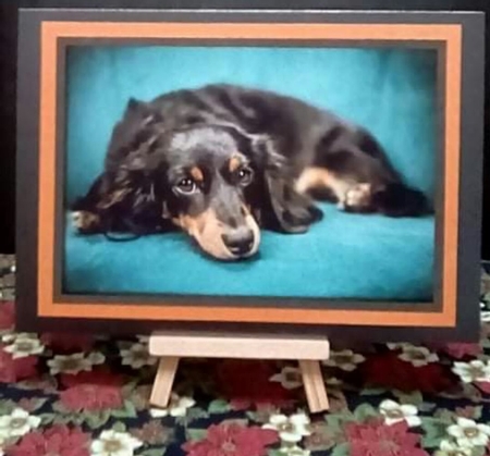 Cute Dog on Couch A4 by Benita Jenkinson