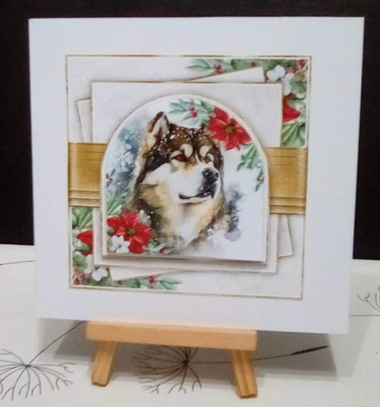 Arched Window Alaskan Malamute 7x7 inch by Benita Jenkinson