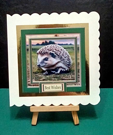 Hedgehog  by Benita Jenkinson