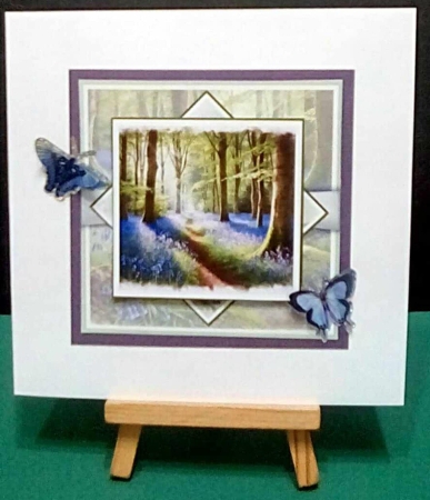 Bluebell Woods by Benita Jenkinson