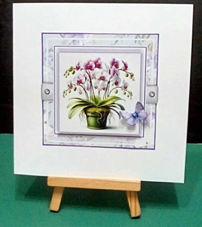 Beautiful Orchids by Benita Jenkinson