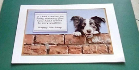 Border Collie funny card by Benita Jenkinson