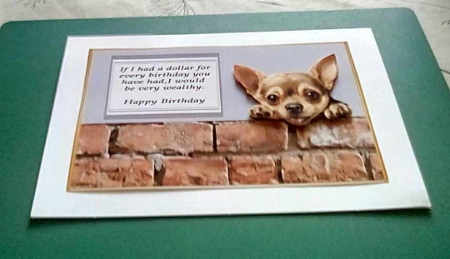Chihuahua funny card by Benita Jenkinson