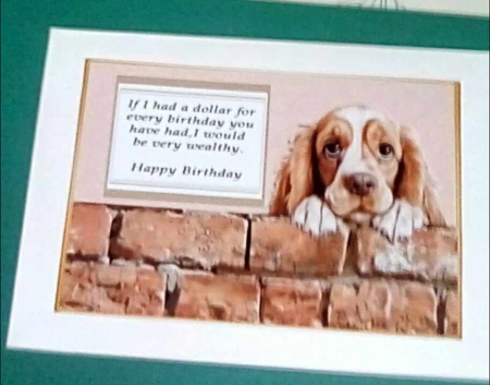 Cocker spaniel funny card by Benita Jenkinson