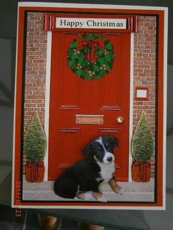 Border Collie Puppy Christmas Door Step by Bernie Mclaughlin