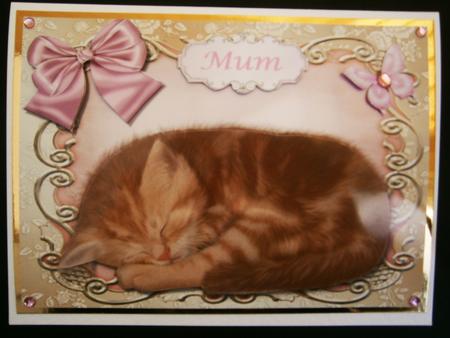 Lovely Ginger Kitten in Pink Ornate Frame by Bernie Mclaughlin