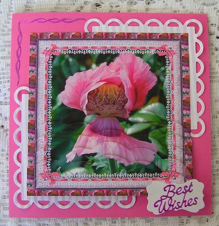 Beths Pink Poppy by Beth Schwan