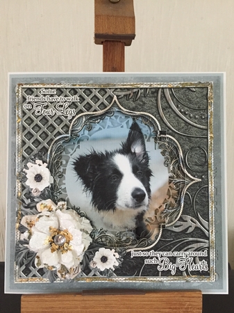 Big Hearts - Border Collie Puppy by Beverley Hazelgrave