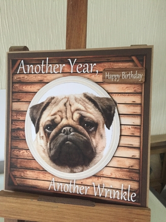 Another Wrinkle Pug 8x8 by Beverley Hazelgrave
