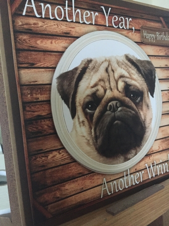 Another Wrinkle Pug 8x8 by Beverley Hazelgrave