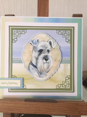 A Schnauzer dog by Beverley Hazelgrave
