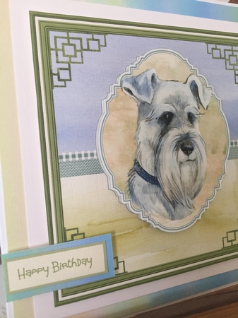 A Schnauzer dog by Beverley Hazelgrave