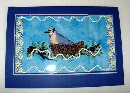 Blue Jay in Nest by bev potter