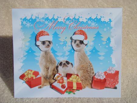 Meerkat Christmas by Beverly Carmichael