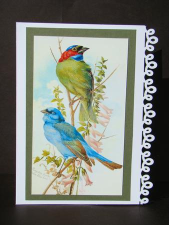 Blue Finches Cards by Beverly Carmichael