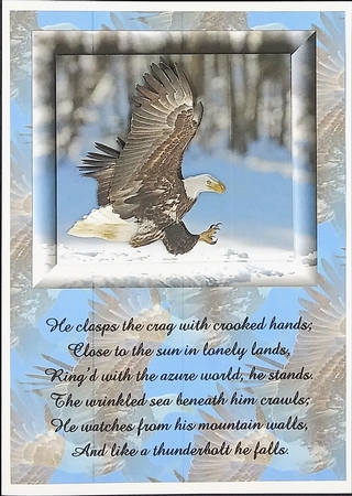 Beautiful Eagle by cari seybolt-ruiz
