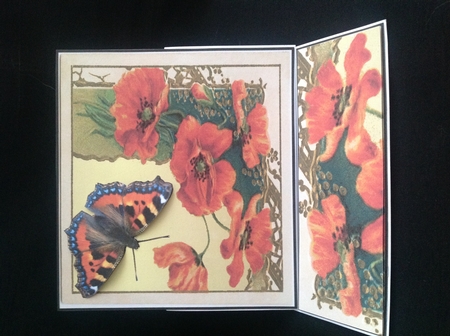 Tortoiseshell butterfly and poppies  by Carol Bath 