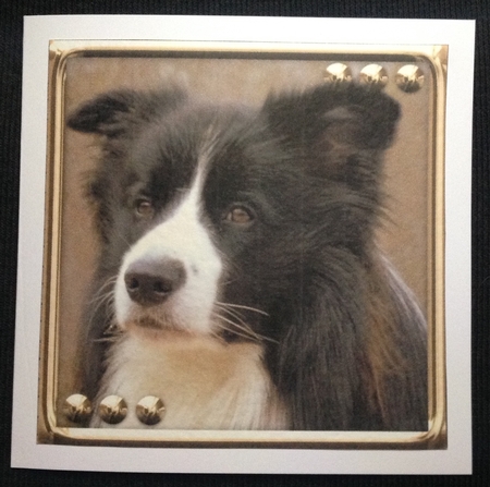 JJ LOVE MY DOG BORDER COLLIE 8X8 INSERT BLANK by Carol Bath 