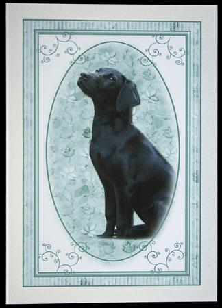 Labrador Puppy by Carol Bath 