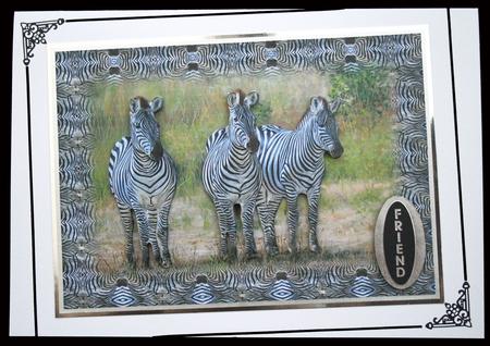 Zebras Quick Card by Carol Bath 