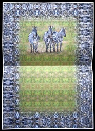 Zebras Insert by Carol Bath 
