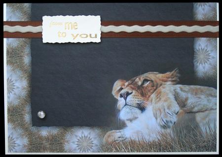 Lioness Insert by Carol Bath 