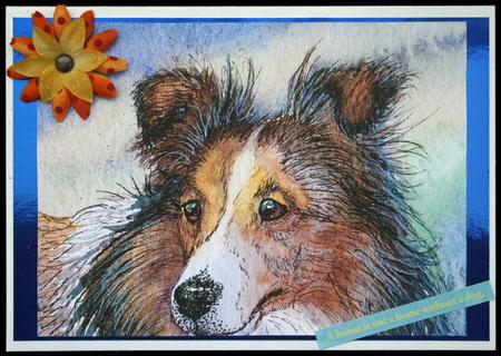 A4 Sheltie by Carol Bath 
