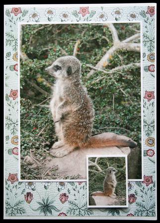 William Morris, Daisy Wallpaper by Carol Bath 