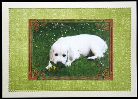 Labrador Puppy Oil on Canvas Effect Card Front by Carol Bath 