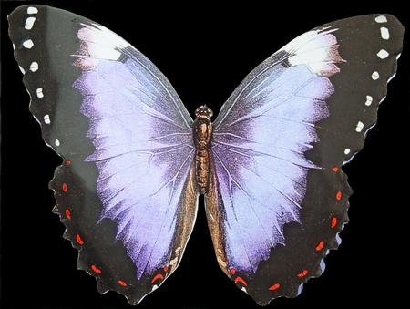 Butterfly Stand Up Card 3 by Carol Bath 