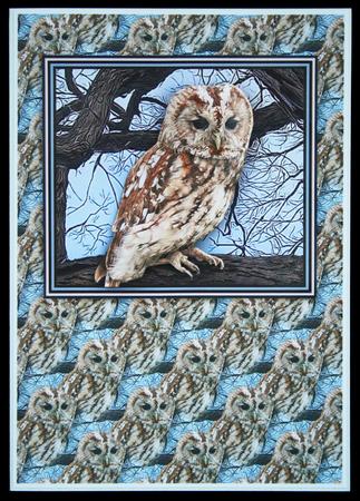 Tawny Owl 3D Decoupage by Carol Bath 