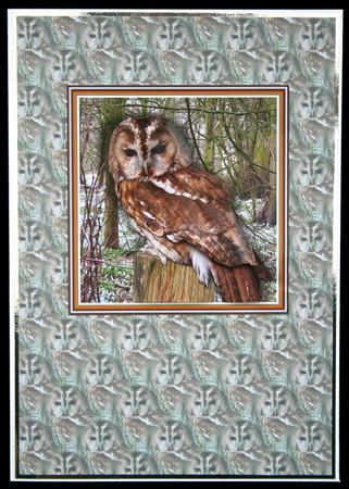 Tawny Owl 3D Decoupage by Carol Bath 